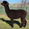 TOFT Jargel Elite Brown huacaya female for sale at TOFT Alpaca Stud